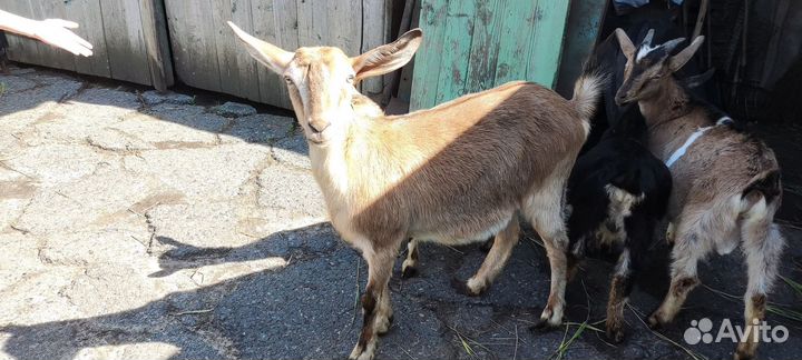 Козы козлята