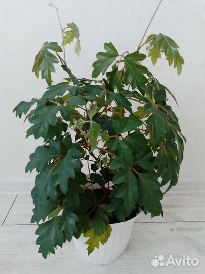 Циссус березка