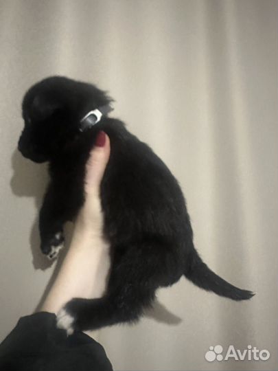 Щенки крупной породы