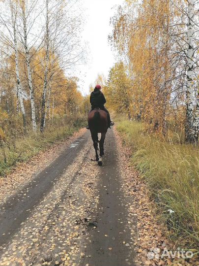 Катание на лошади, конные прогулки