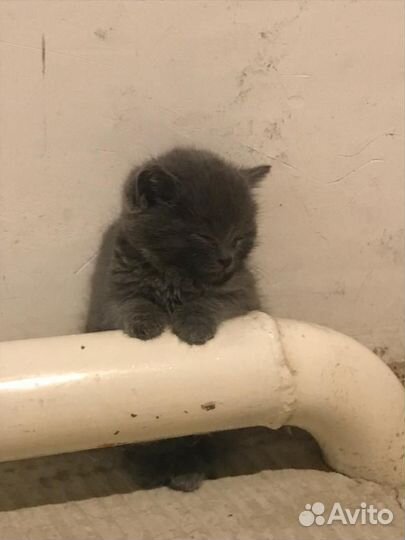 Котята в добрые руки бесплатно