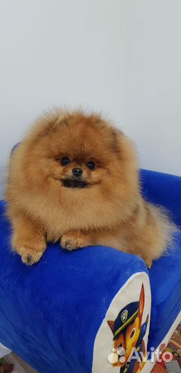 Жених для девочек