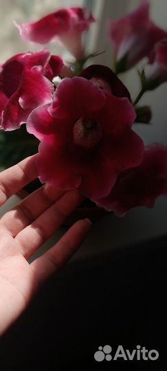 Комнатные цветы глоксиния