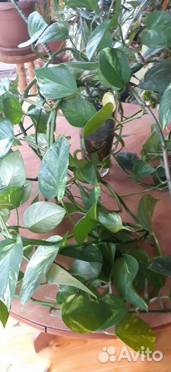 Сциндапсус золотистый