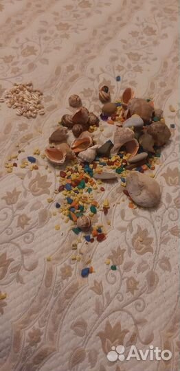 Морские ракушки