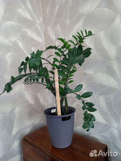 Замиокулькас