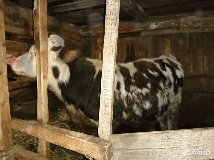 Быки на мясо