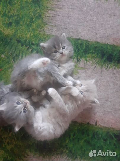 Котята бесплатно