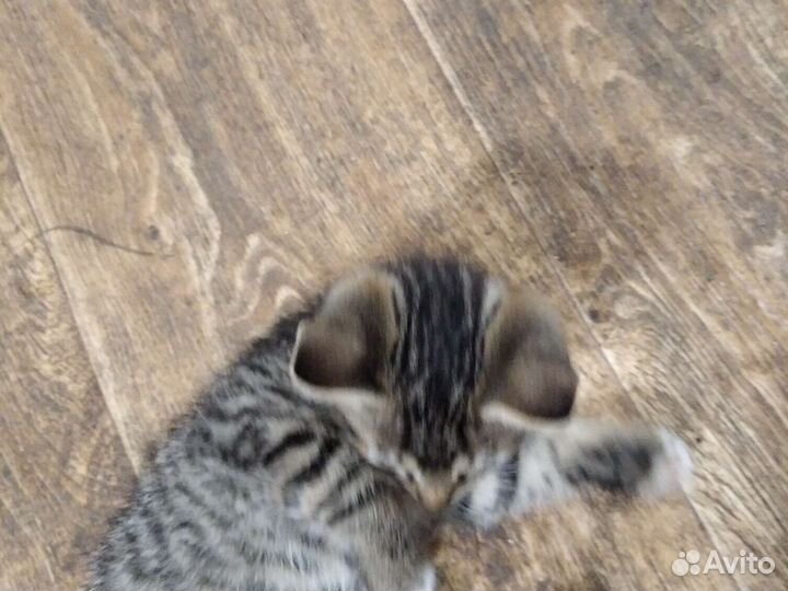 Кошка в дар бесплатно