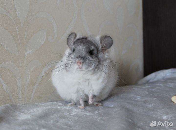 Шиншилла мальчик Белая Бархатная Ангора