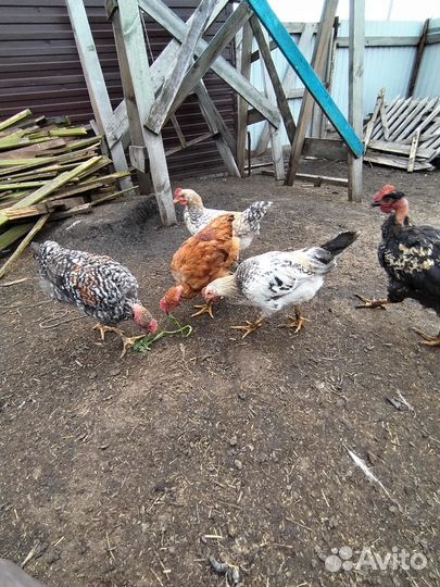Петушки 3 месяца