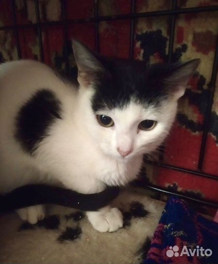 Милейшая малышка Одри ищет дом