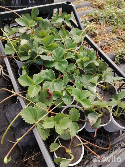 Саженцы клубники Альба