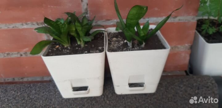 Сансевиерия. Комнатное растение