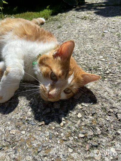 Кот Василий