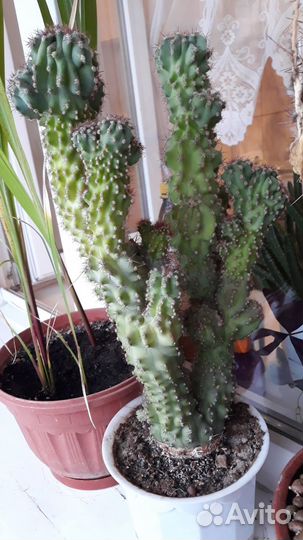 Кактусы и суккуленты