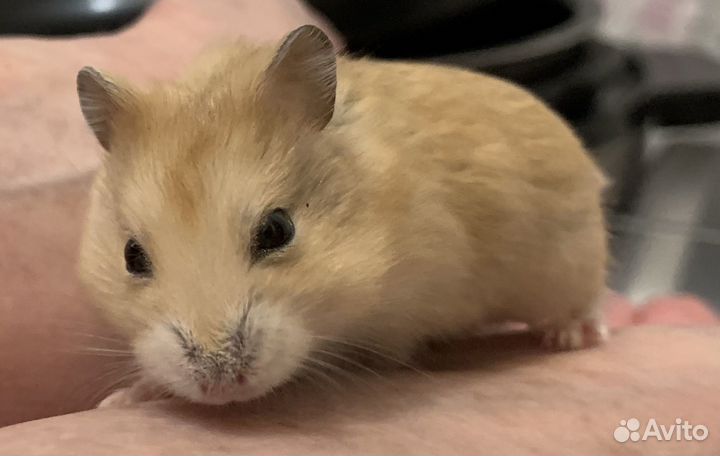 Джунгарские хомячки разных окрасов