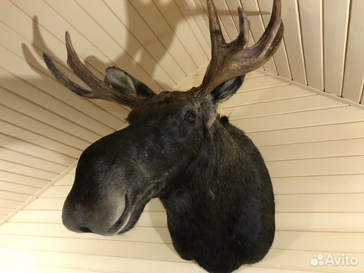 Продам чучело головы лося