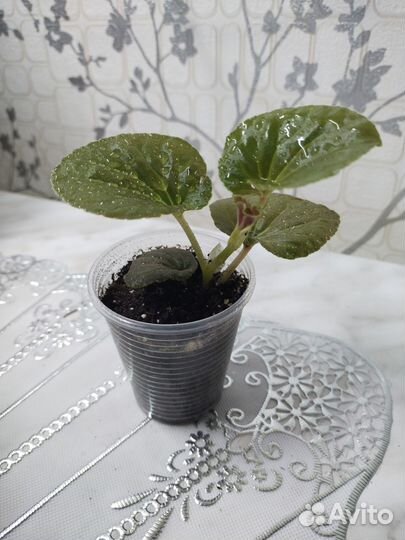 Бегонии сортовые