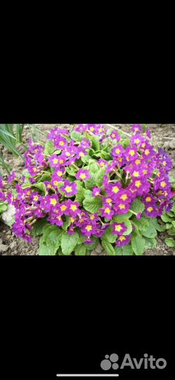 Мускари и матрикария,примулы