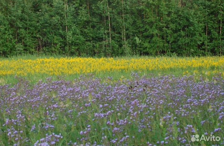 2023 года Мёд Алтайский оптом