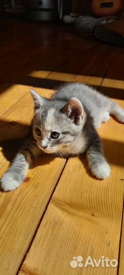 Котенок в добрые руки бесплатно мальчик