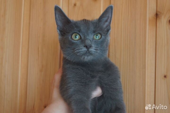 Кошечка в добрые руки