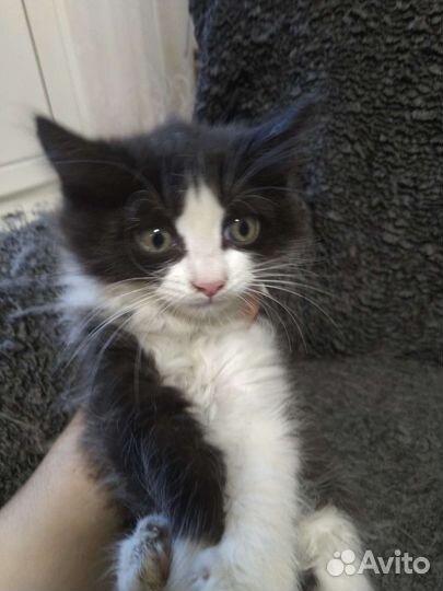 Котенок Тошка