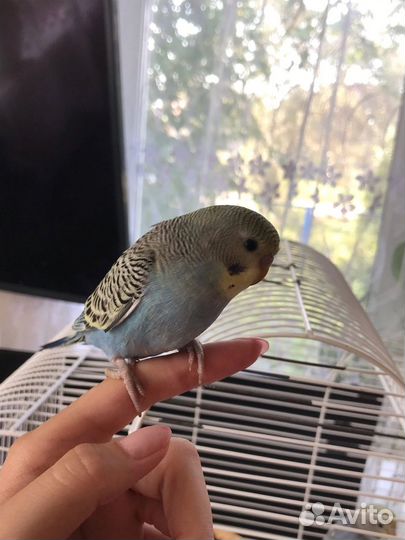 Волнистый попугай