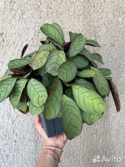 Ктенанта Минт