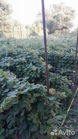 Саженцы малины