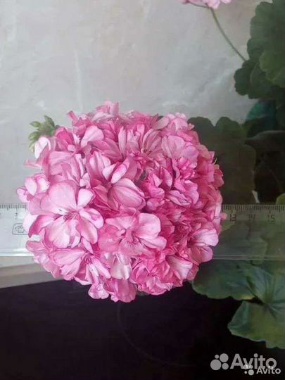 Пеларгония (герань) Occould lagoon