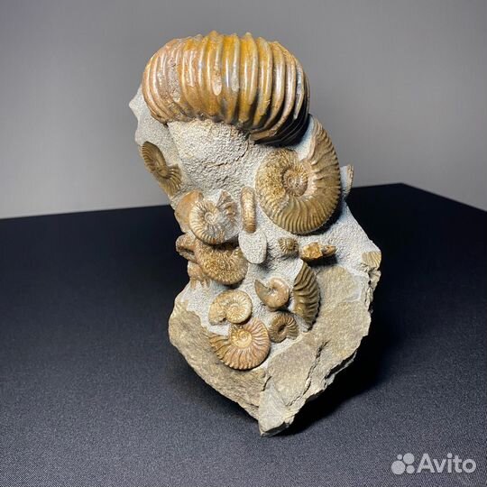 Окаменелости аммониты