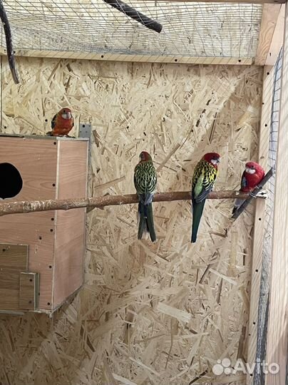 Попугай разных пород