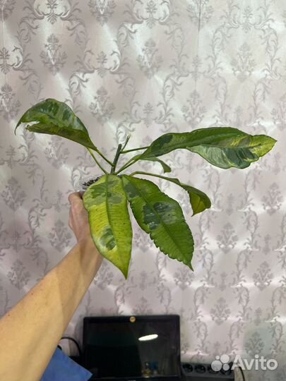 Промежуток кротон тамара