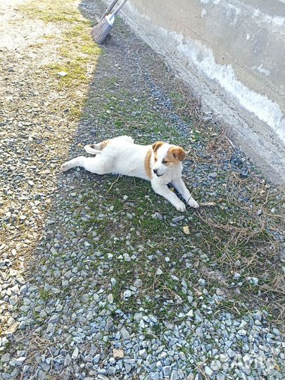 Щенок (девочка)