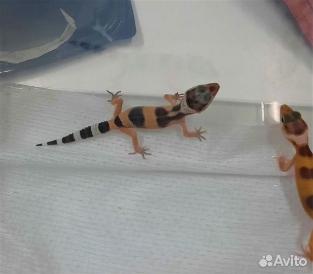 Геккон эублефар