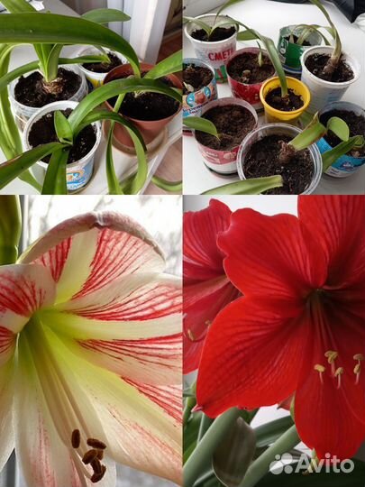 Комнатные цветы