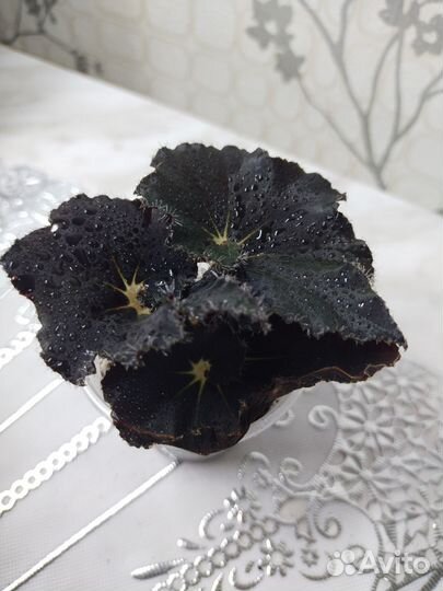 Бегонии сортовые