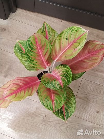 Аглаонема Doung Heng