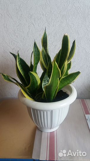 Сансевьера