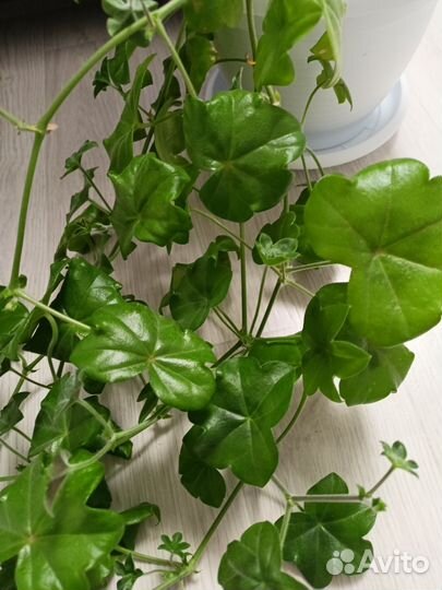 Герань пеларгония плющелистная