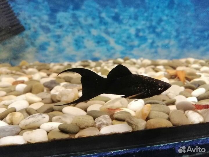 Рыбки гуппи, меченосцы, пецилии, моллинезия