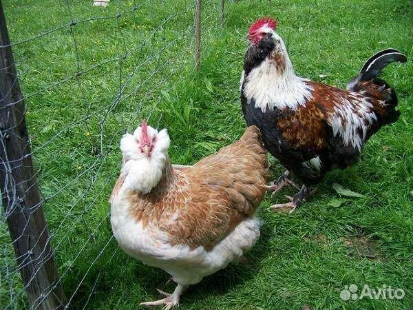 Петушки и суповые куры