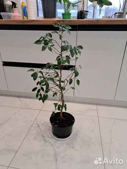 Фикус Бенджамина
