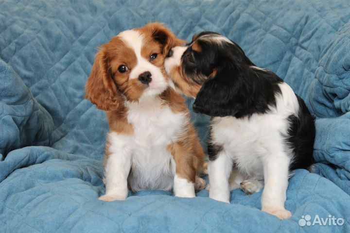 Кавалер Кинг чарльз спаниель щенки