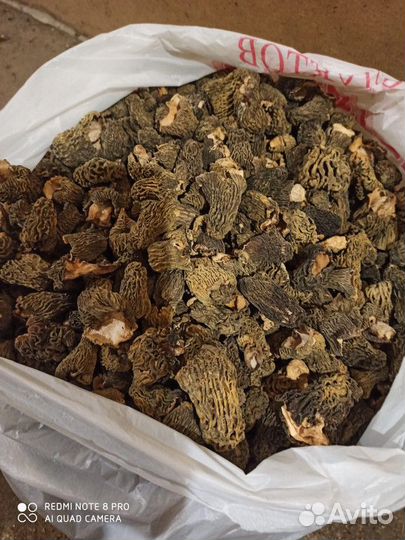 Гриб оптом. Сморчок сушеный