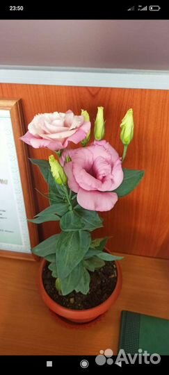 Лизиантус или Эустома