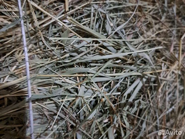 Солома Сено майское Люцерна