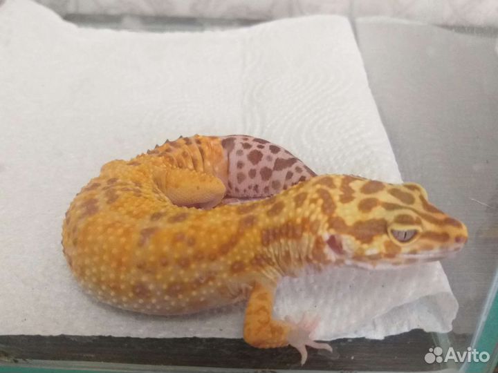 Ящерица эублефар с терариумом
